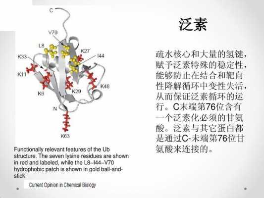 泛素化过程（泛素化过程的三种酶）-图2