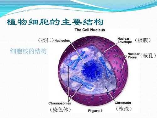 液体成核过程中（核液属于细胞内液吗）-图1