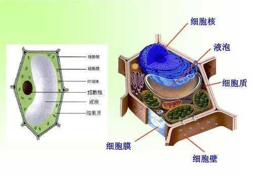 液体成核过程中（核液属于细胞内液吗）-图2