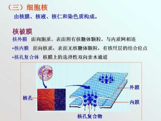 液体成核过程中（核液属于细胞内液吗）-图3