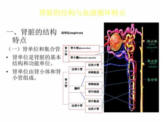 肾循环过程（肾的循行路线）-图1