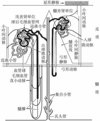 肾循环过程（肾的循行路线）-图3