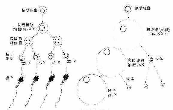 关于精子发生的主要过程的信息-图1