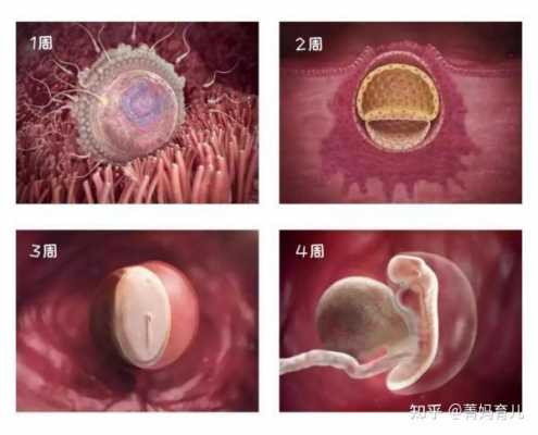 受精到出生的过程视频（受精卵到婴儿的过程视频）-图1