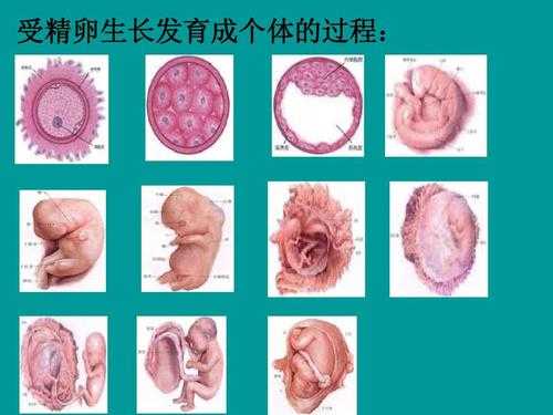 受精到出生的过程视频（受精卵到婴儿的过程视频）-图3