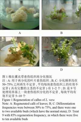 愈伤组织过程图（愈伤组织过程图解）-图1