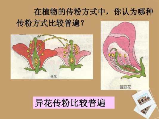 异花传粉过程（异花传粉的两种方式）-图2