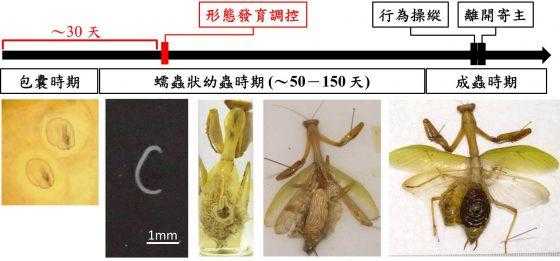 螳螂的生长变化过程（螳螂的生长过程是什么）-图2