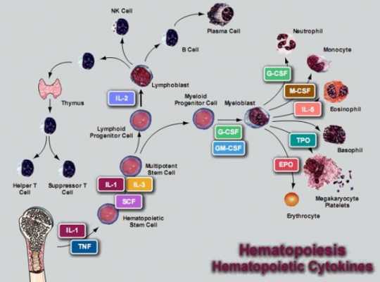 髓造血的过程（骨髓造血流程图）-图1