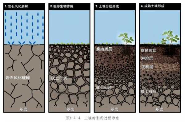 沼泽土成土过程（沼泽地形成过程）-图1