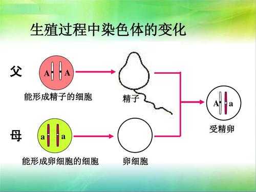 染色体形成过程（受精卵染色体形成过程）-图1