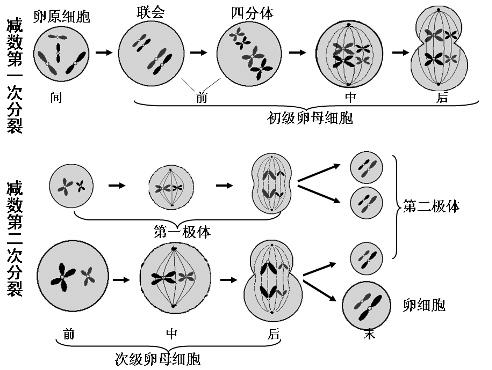 染色体形成过程（受精卵染色体形成过程）-图2