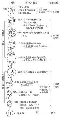 染色体形成过程（受精卵染色体形成过程）-图3