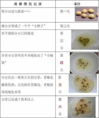 种豆子的过程（种豆子的过程观察表格）-图1