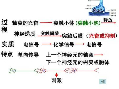 突出兴奋传递过程（兴奋的传递方式为）-图1