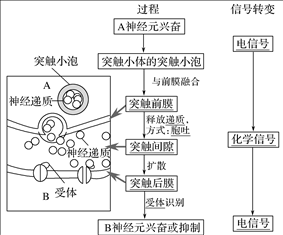 突出兴奋传递过程（兴奋的传递方式为）-图3