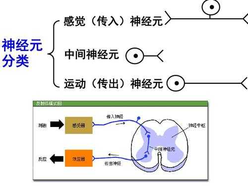 突出兴奋传递过程（兴奋的传递方式为）-图2