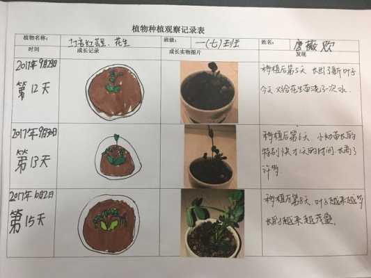 植物生长过程100字（观察植物生长过程100字）-图2