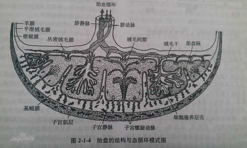 胎盘循环过程（胎盘循环过程示意图）-图2