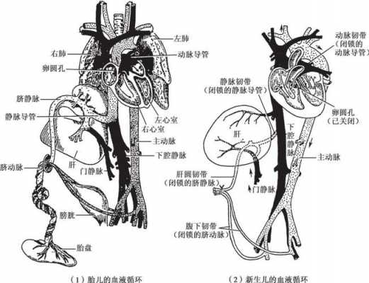 胎盘循环过程（胎盘循环过程示意图）-图3