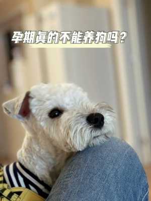 狗狗怀孕过程（怀孕期能养狗吗）-图1