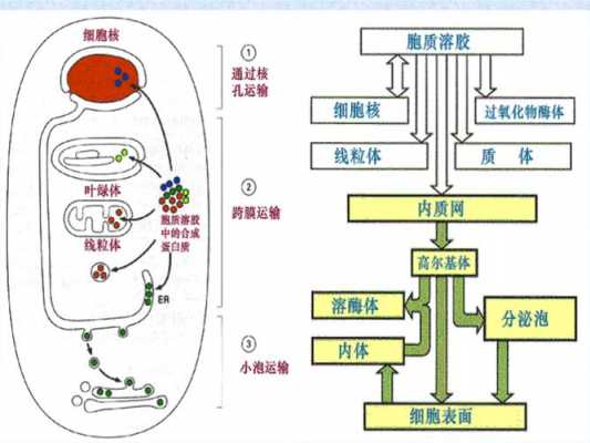 关于蛋白质的分选过程的信息-图3