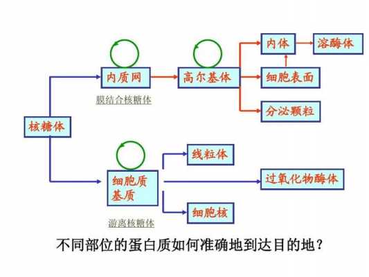 关于蛋白质的分选过程的信息-图2