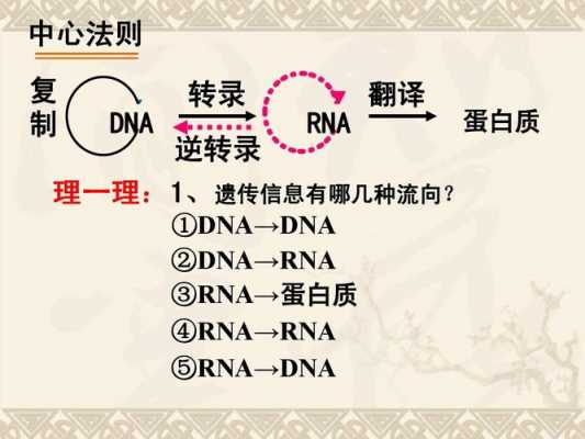 简述dna翻译的过程（dna翻译的特点是什么）-图2