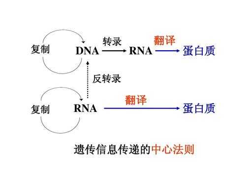 简述dna翻译的过程（dna翻译的特点是什么）-图1