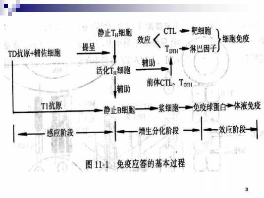 形成抗体过程（抗体产生的过程及各抗体的特点）-图1