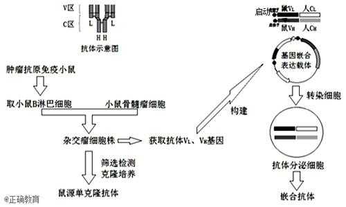 形成抗体过程（抗体产生的过程及各抗体的特点）-图3