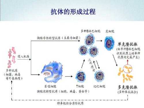 形成抗体过程（抗体产生的过程及各抗体的特点）-图2