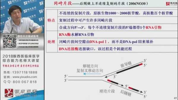 冈崎片段合成过程（冈崎片段的合成是由于什么）-图2