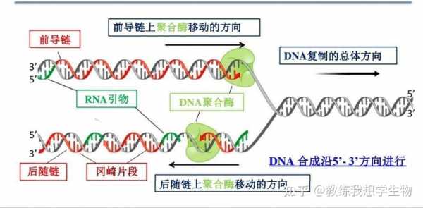 冈崎片段合成过程（冈崎片段的合成是由于什么）-图3