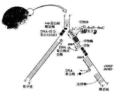 冈崎片段合成过程（冈崎片段的合成是由于什么）-图1