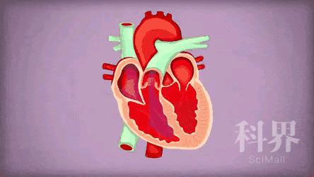 心脏跳动全过程（心脏跳动全过程视频）-图3