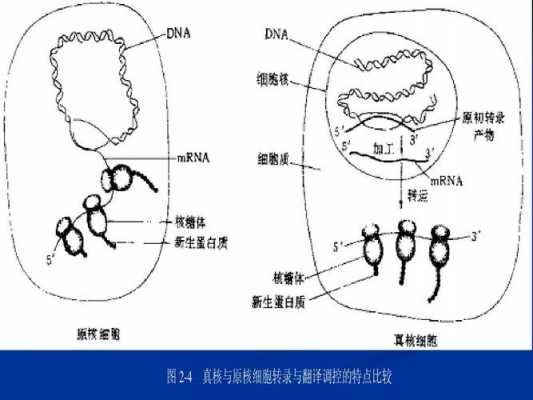 原核生物的翻译过程（原核生物的翻译过程描述）-图1