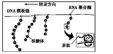 原核生物的翻译过程（原核生物的翻译过程描述）-图3