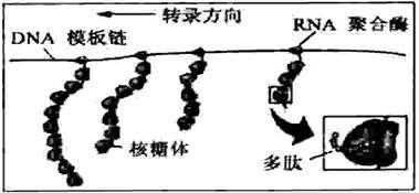 原核生物的翻译过程（原核生物的翻译过程描述）-图2