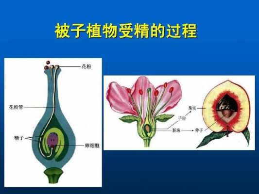 植物授精的过程（植物授精的过程视频）-图2