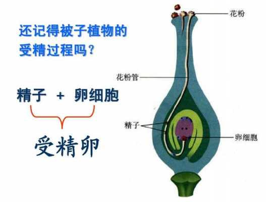 植物授精的过程（植物授精的过程视频）-图3