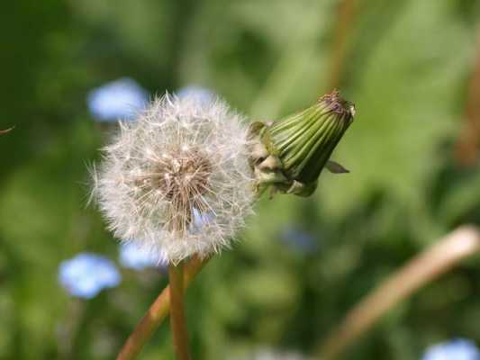 蒲公英的开花过程（蒲公英开花时的状态）-图2