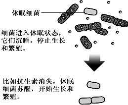 细菌休眠的过程（细菌休眠形式）-图1