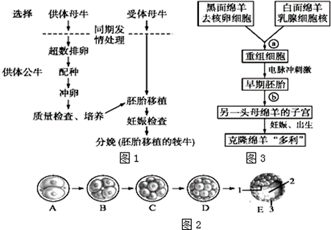 试管羊培育过程（试管绵羊试管牛）-图3