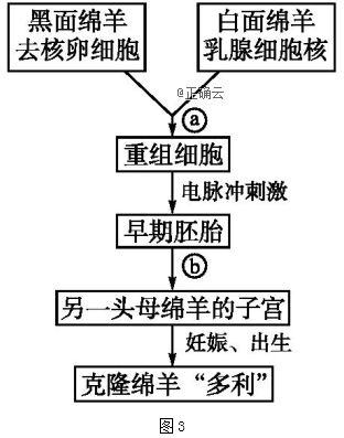 试管羊培育过程（试管绵羊试管牛）-图2