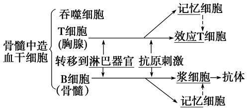 抗体成熟过程（抗体成熟过程是什么）-图3