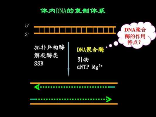 pcr复制过程（pcr复制过程中需要的酶）-图3