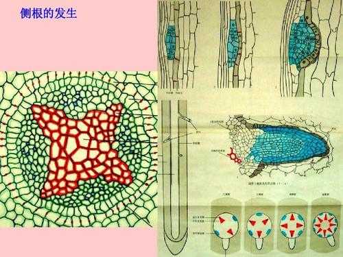 侧根发育过程（侧根的发育）-图1