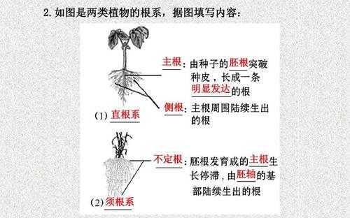 侧根发育过程（侧根的发育）-图3