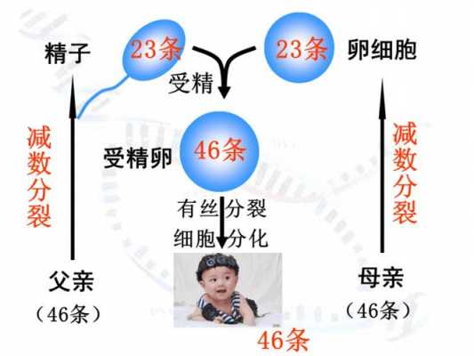 包含关于精子的形成过程的词条-图3